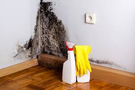 Best Industrial Mold Remediation  in Springfield, KY